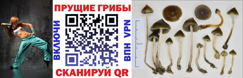 МЕГА ТОР  как найти   Сальск  Псилоцибиновые грибы MAGIC MUSHROOMS 